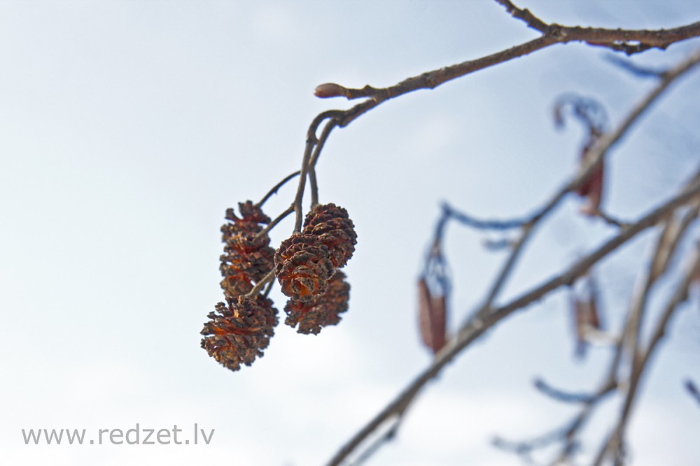 Melnalksnis (alnus glutinosa)