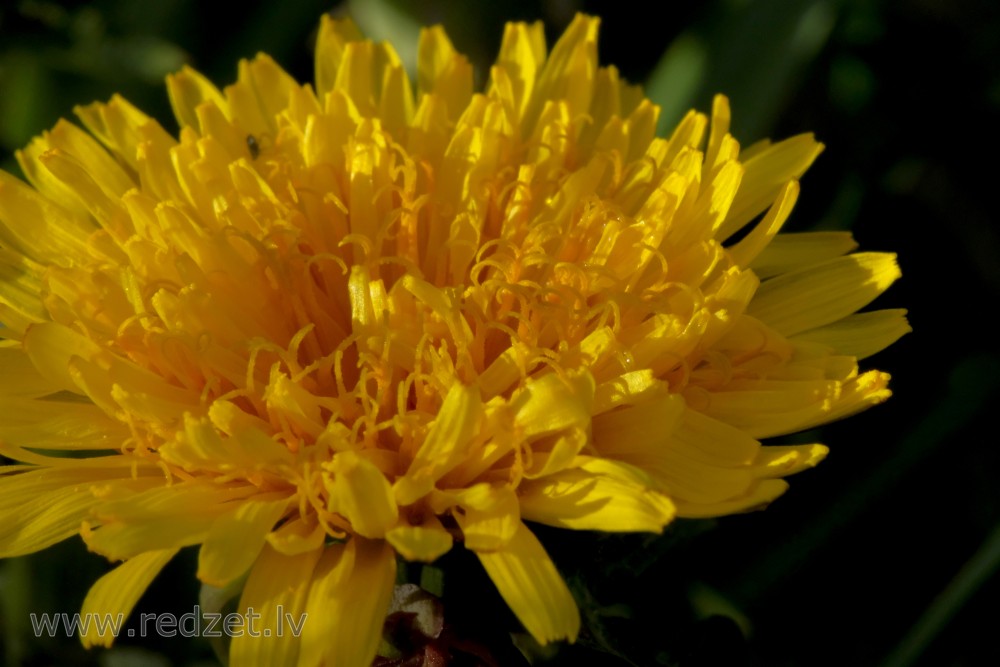 Close up of Dandelion