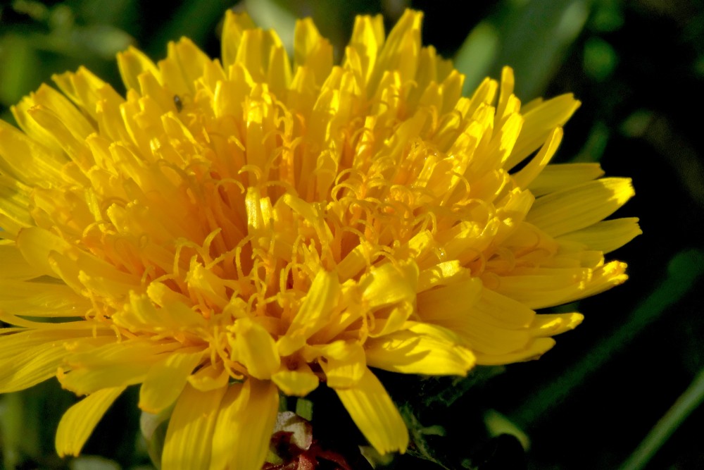 Close up of Dandelion