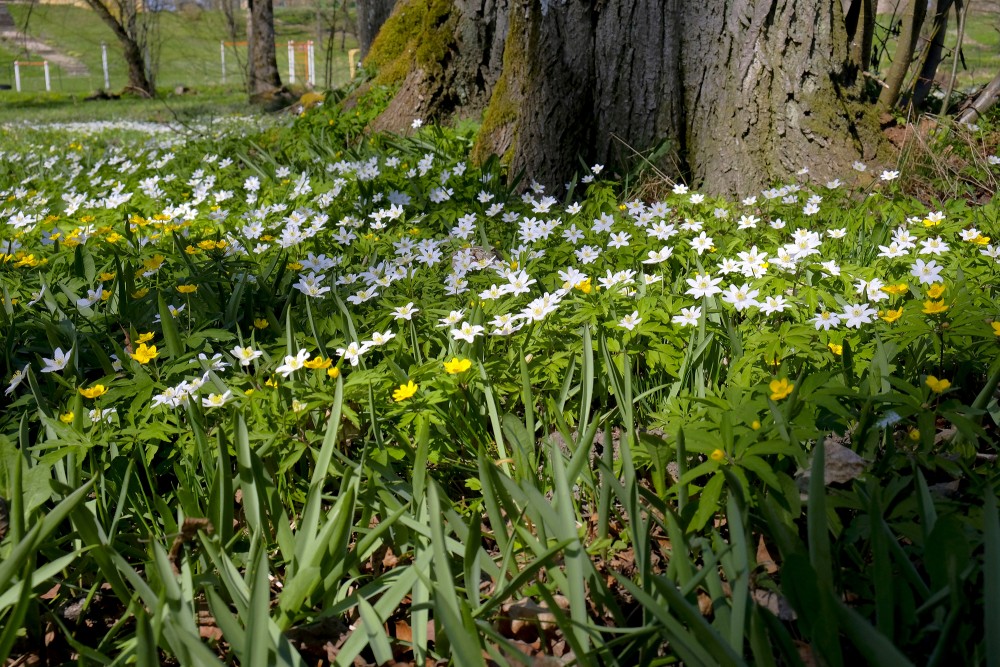 Wood and Yellow Anemone in the Park
