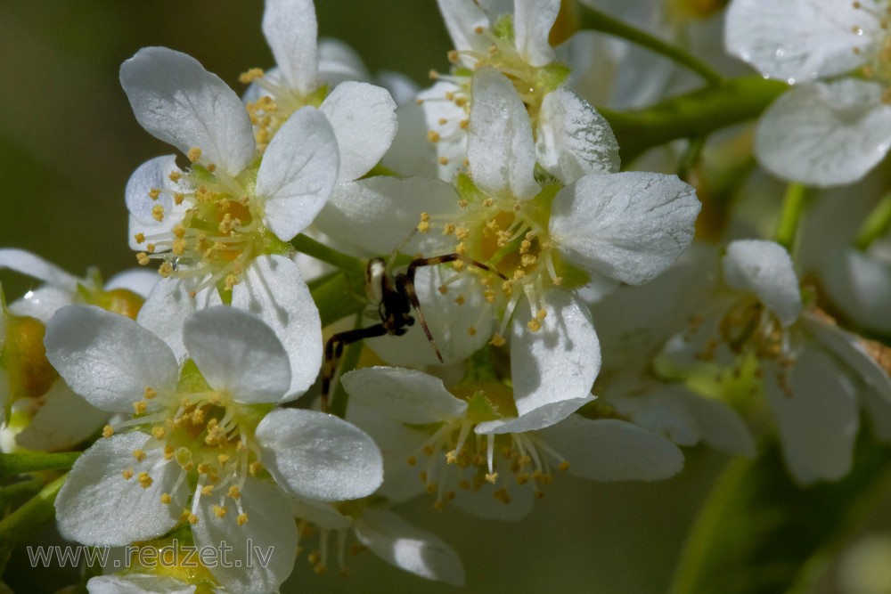 Close up of Bird cherry Flowers and Spider