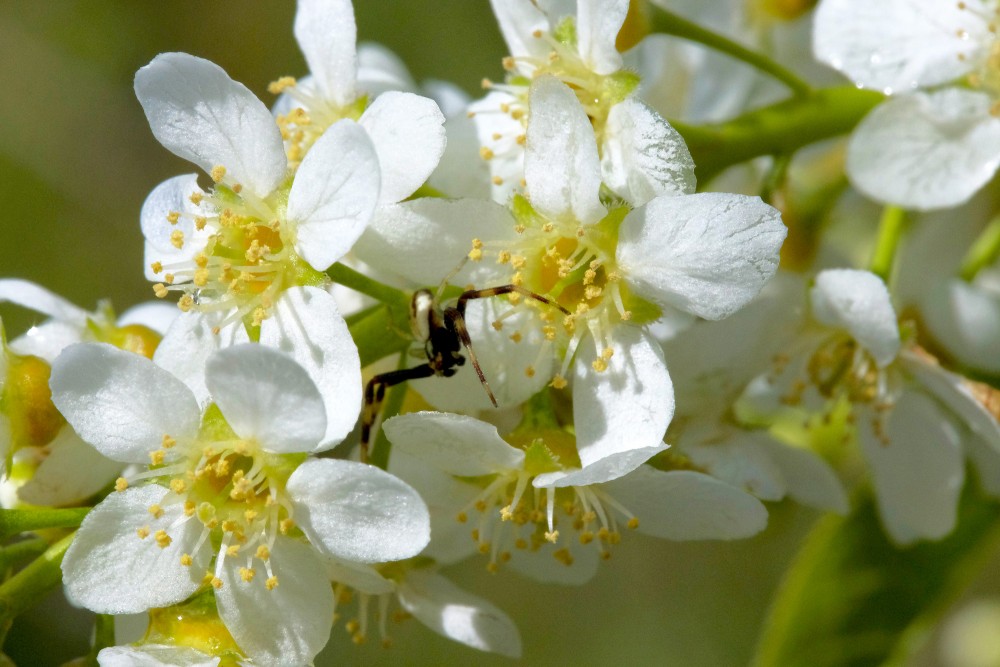 Ievas ziedi tuvplānā un zirneklis