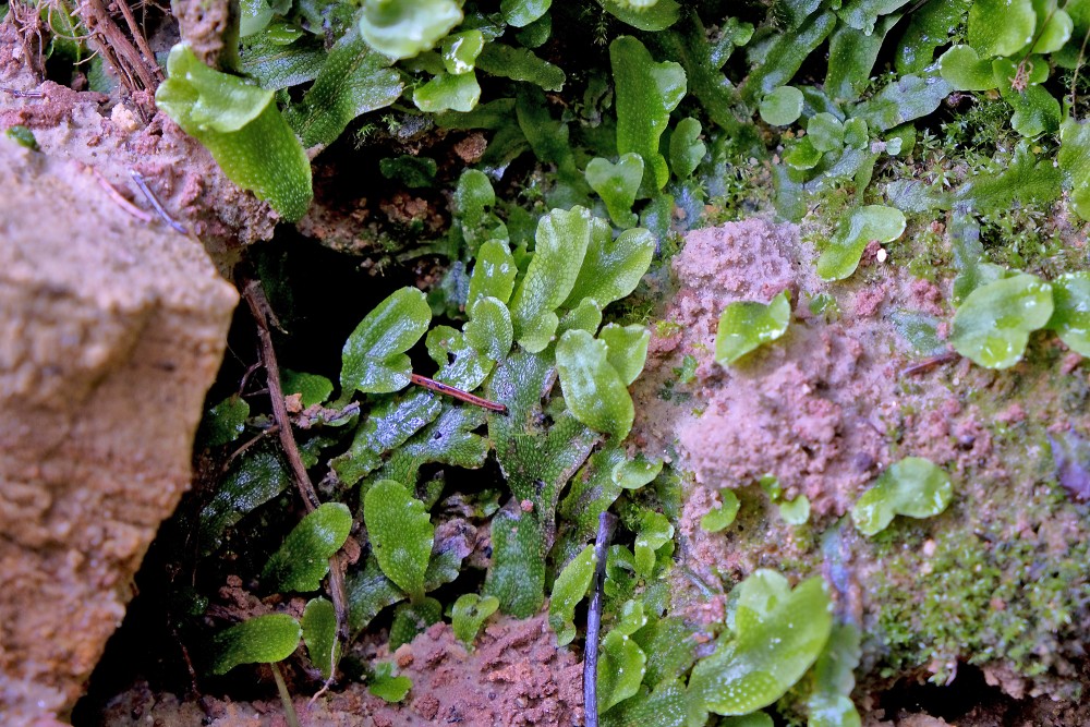 Konusgalvītes (Conocephalum) Konusgalvītes (Conocephalum)