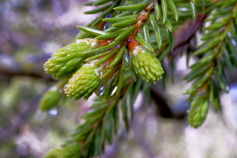 Aplijuši egles pumpuri