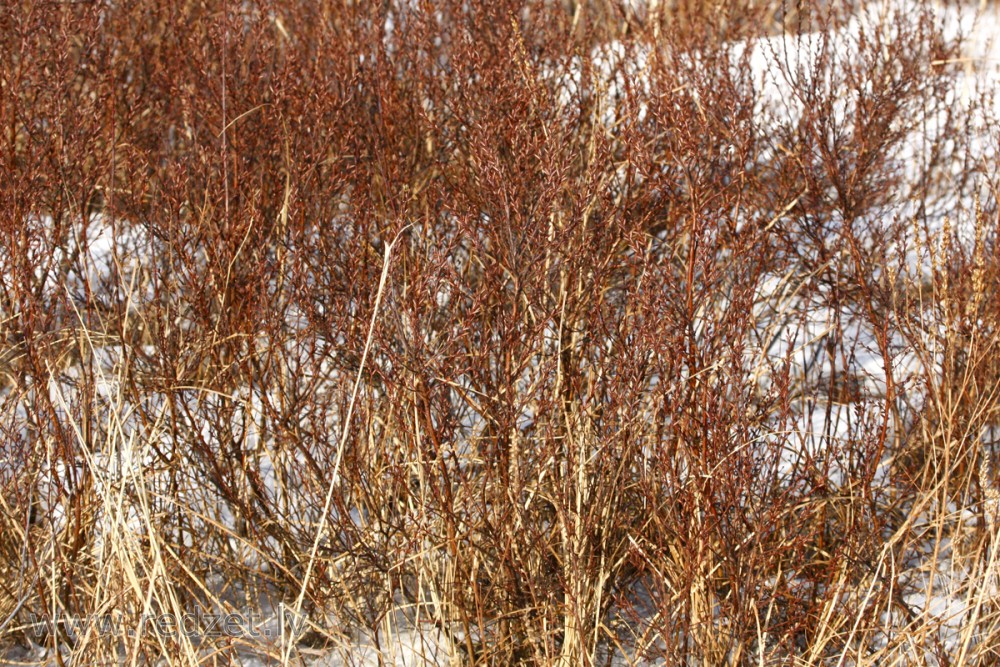 Bog-myrtle