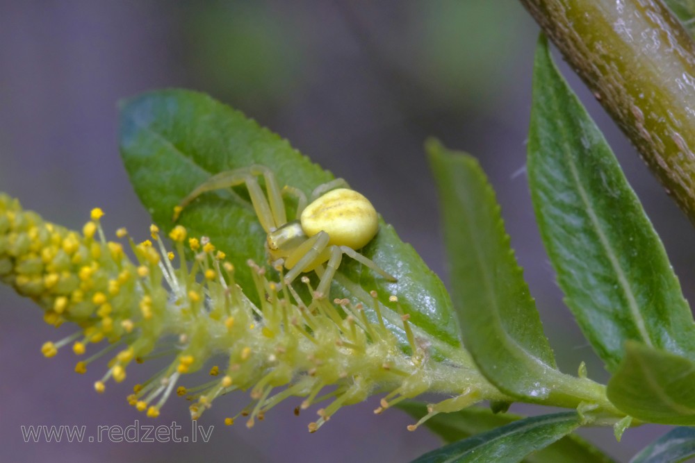 Crab spider and Willow Catkins