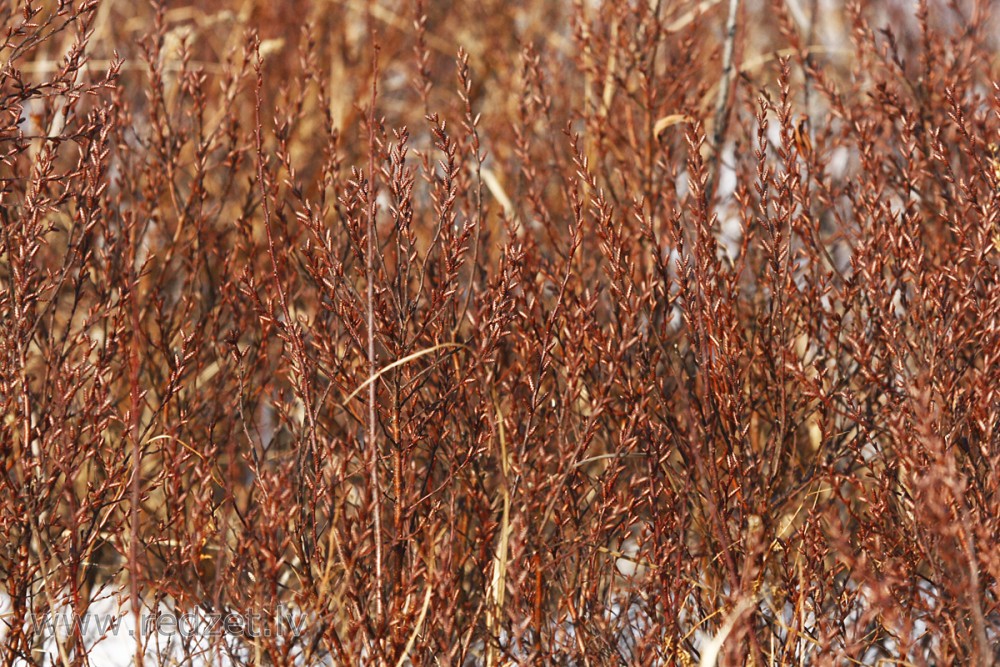 Bog-myrtle