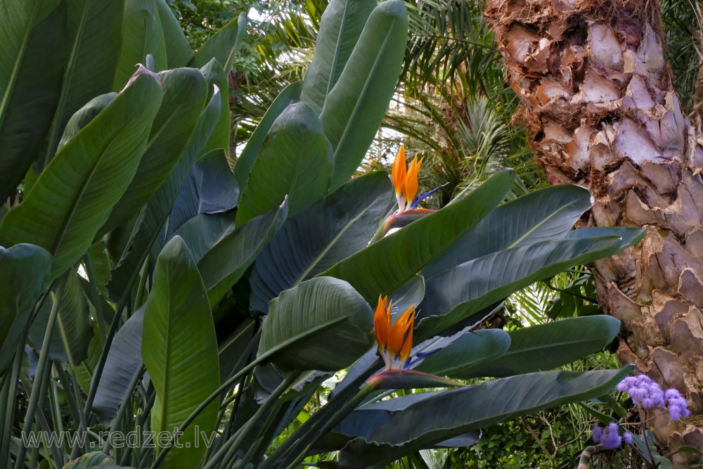 Crane Flower in the University of  Latvia Botanical Garden