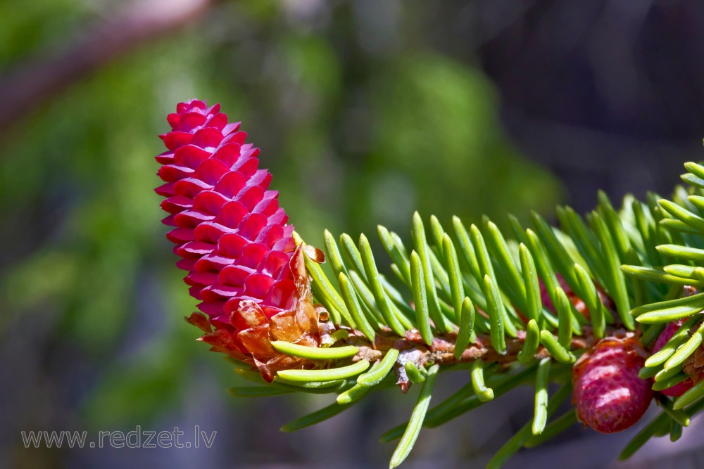Young spruce cones