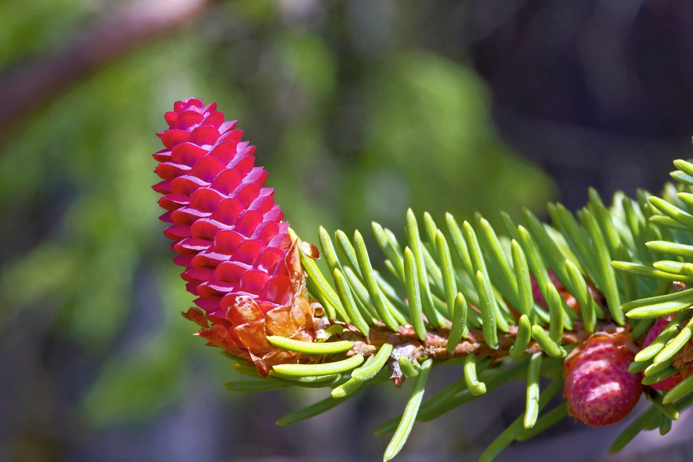 Egles jaunais čiekurs