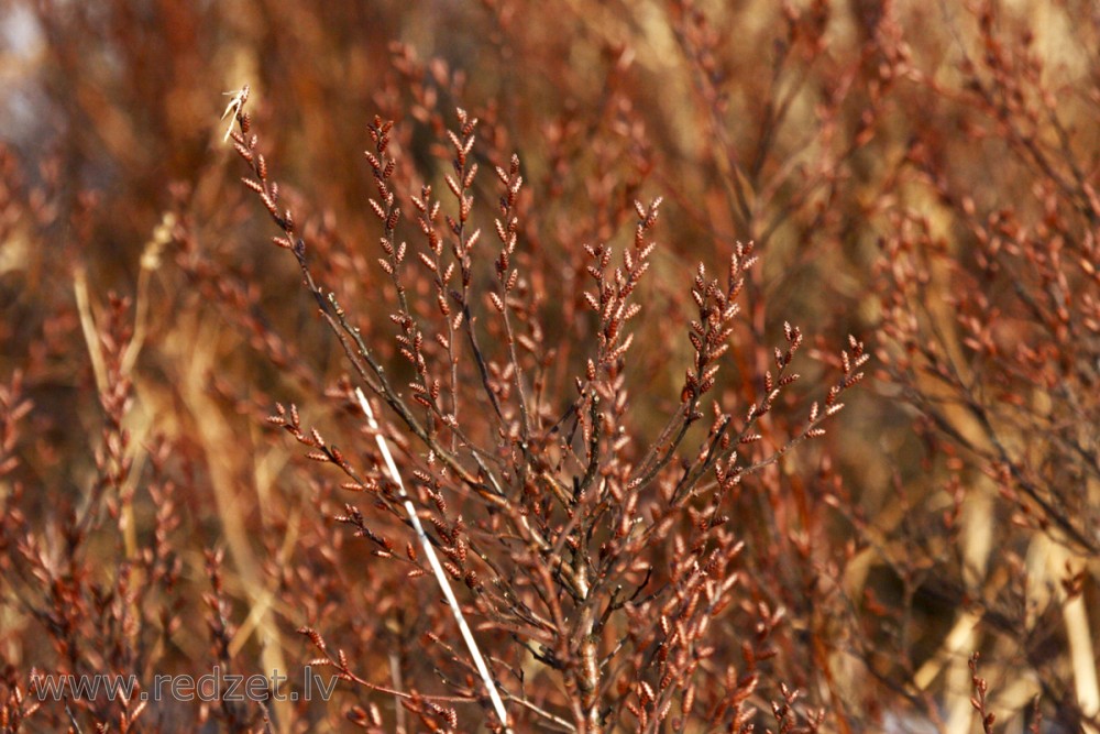Bog-myrtle