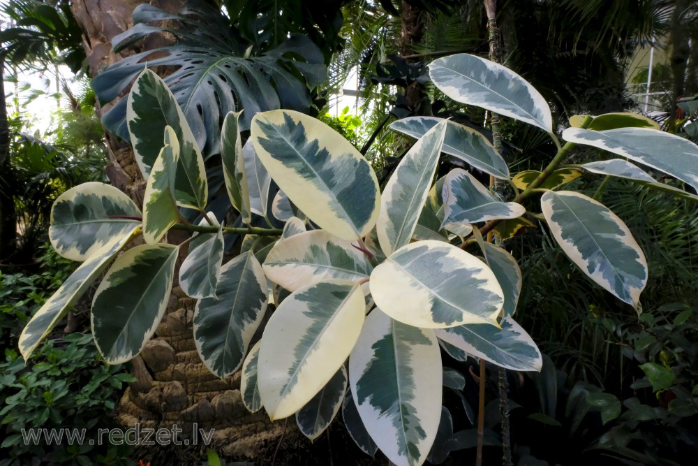 Kaučuka gumijkoka šķirne 'Variegata' LU botāniskajā darzā