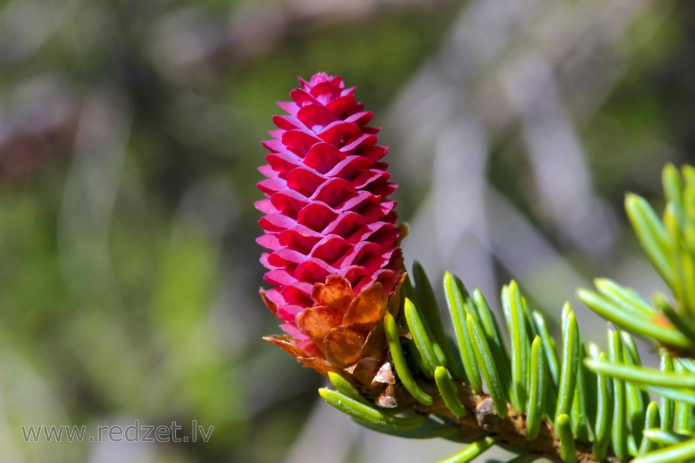 Young spruce cones