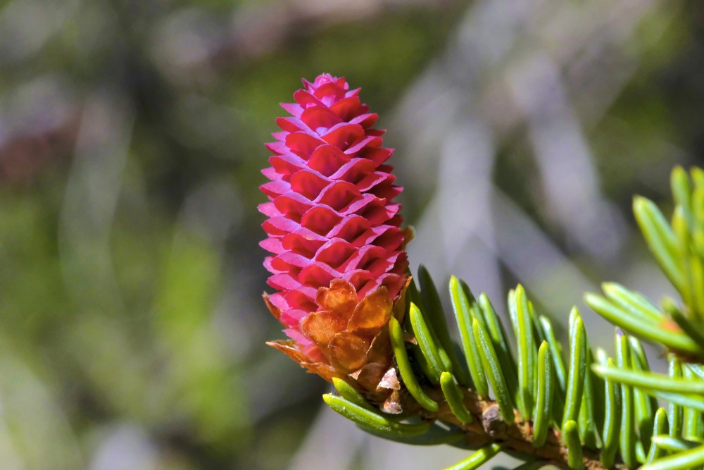 Egles jaunais čiekurs