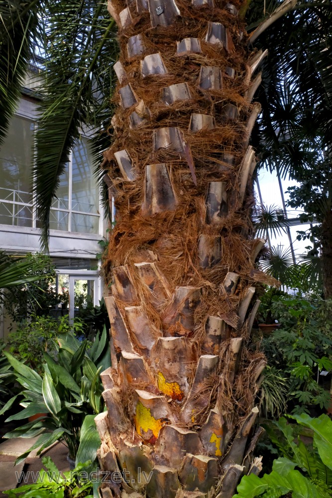 Canary Island Date Palm's variety in the University of  Latvia Botanical Garden, Trunk