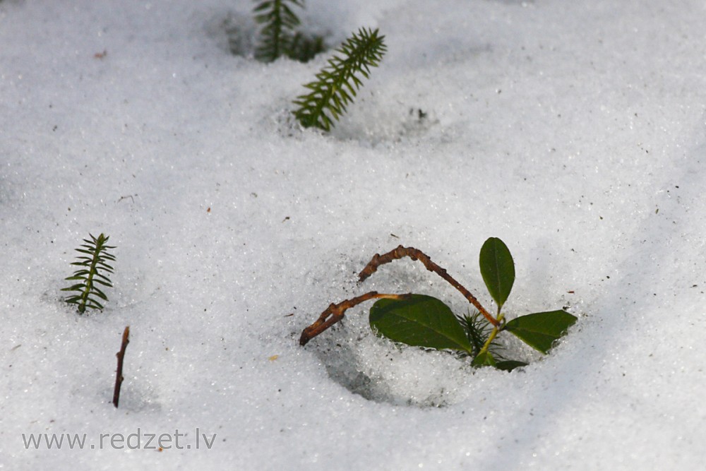 Lingonberry in Winter