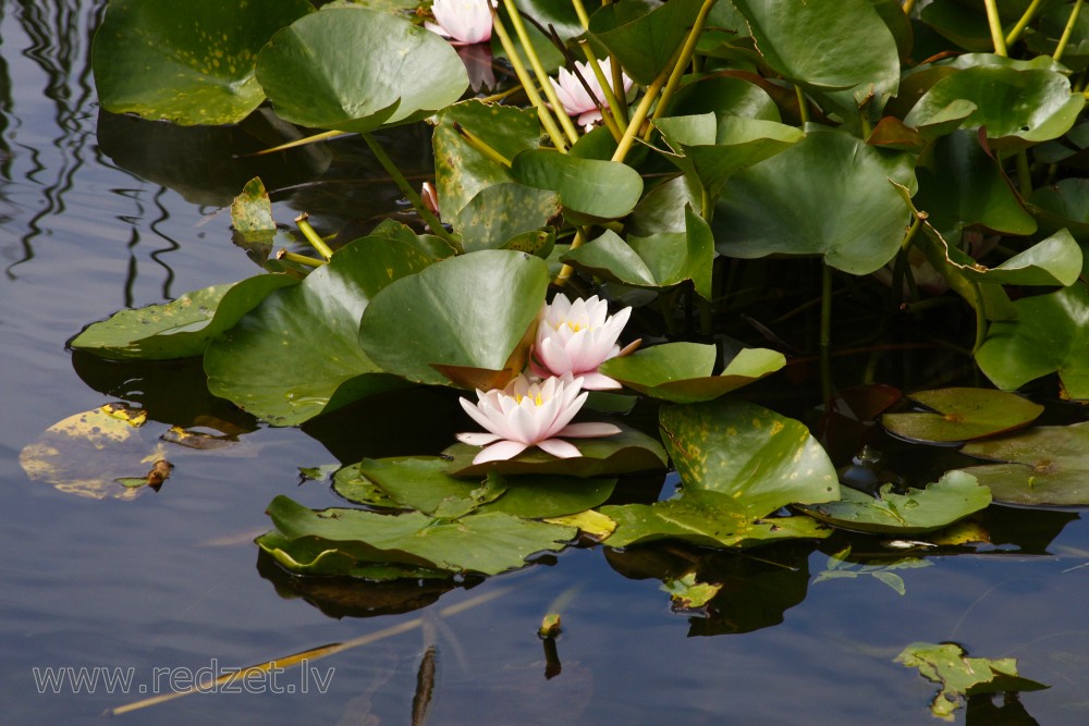 Water lily