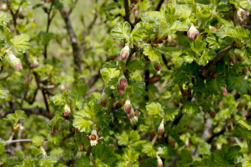 Gooseberry in Spring