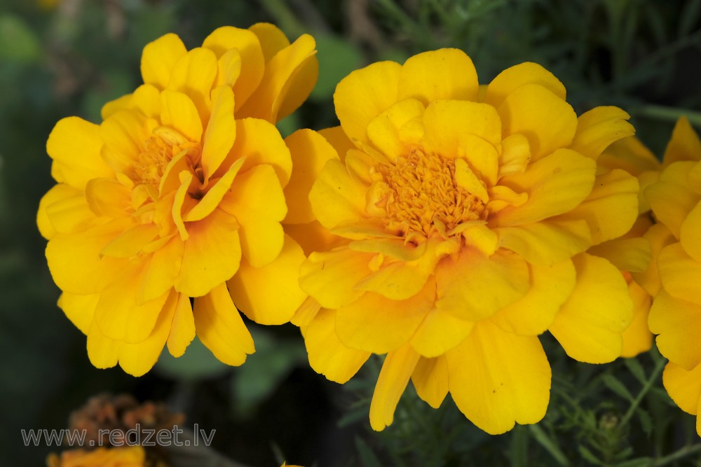 Tagetes 