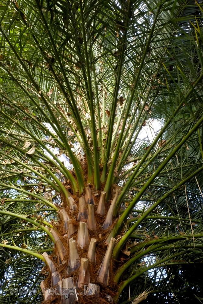 Canary Island Date Palm's variety in the University of  Latvia Botanical Garden