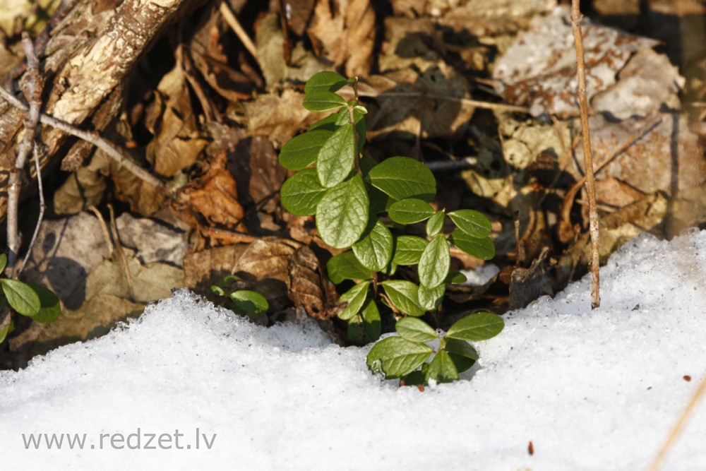 Lingonberry in Winter