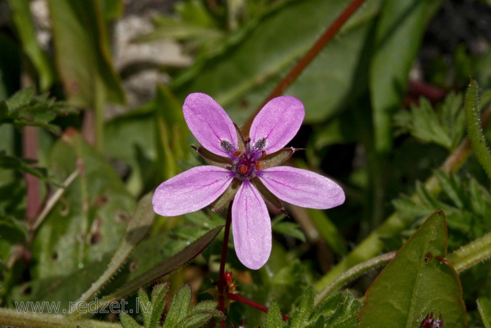 Velnarutku grābeklīte