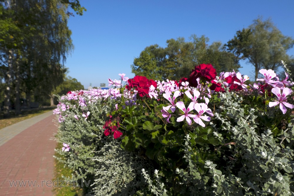 Vairogveida pelargonijas un vilnainās gnafālijas