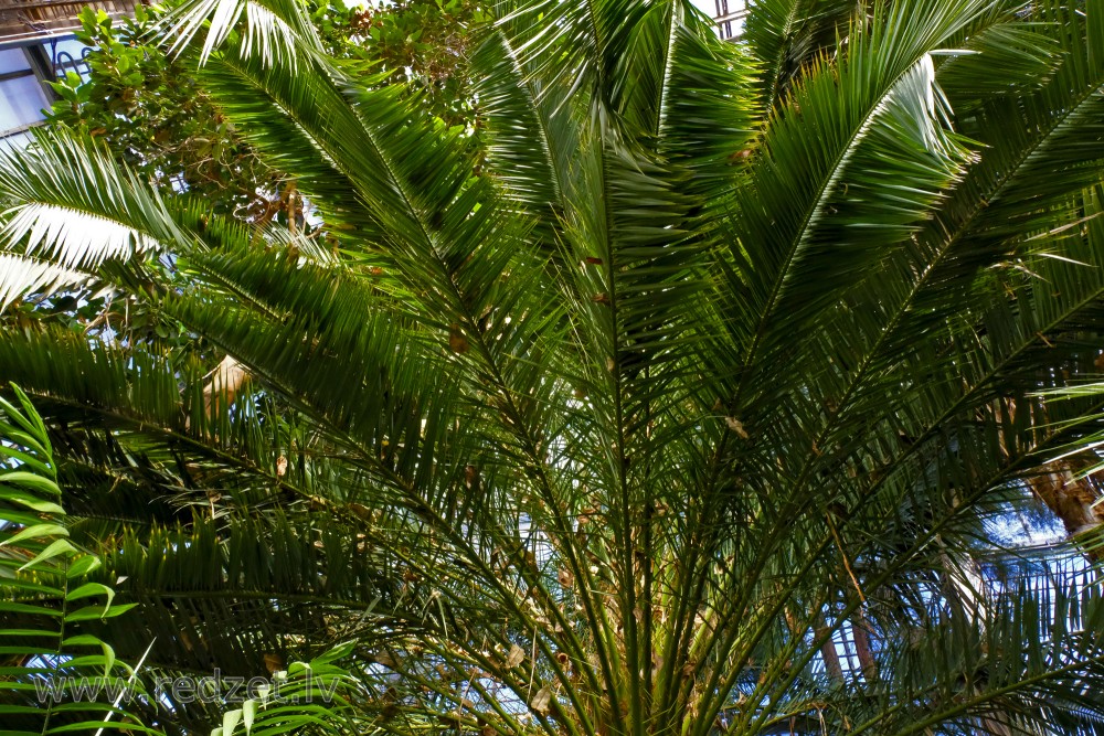 Canary Island Date Palm's variety in the University of  Latvia Botanical Garden