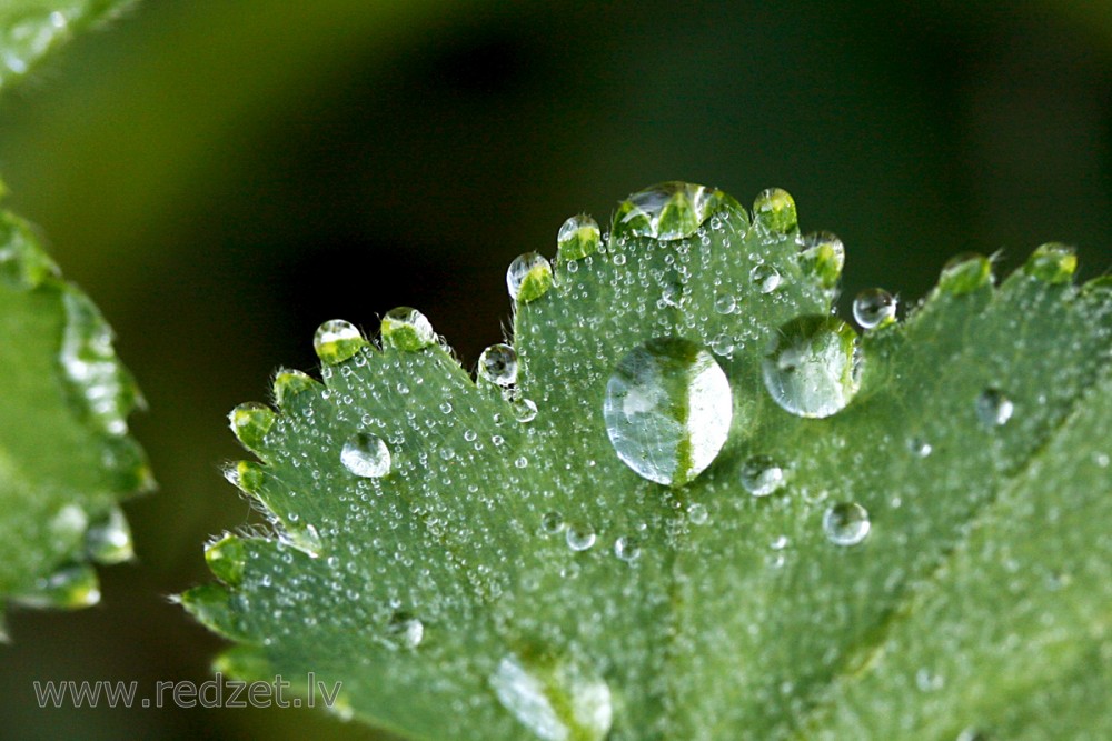 Leaves of Common Lady's Mantle with Water Drops 