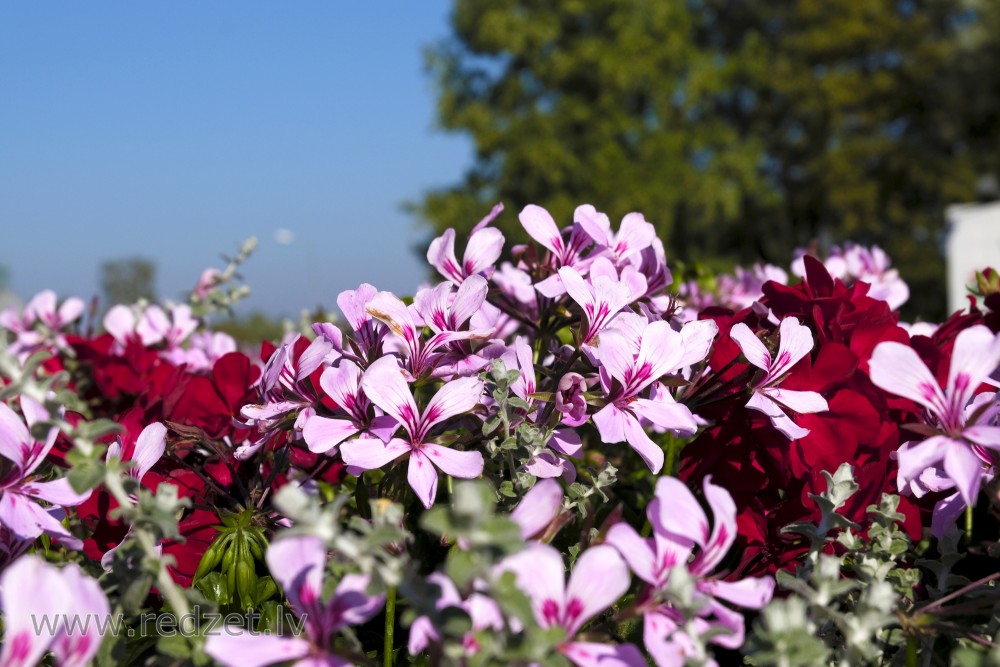 Vairogveida pelargonijas