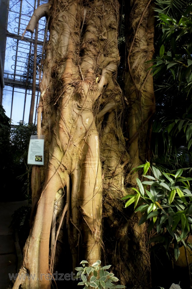Liellapu fikuss LU Botāniskajā dārzā, stumbrs