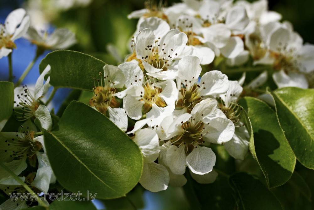 Pear tree in flower
