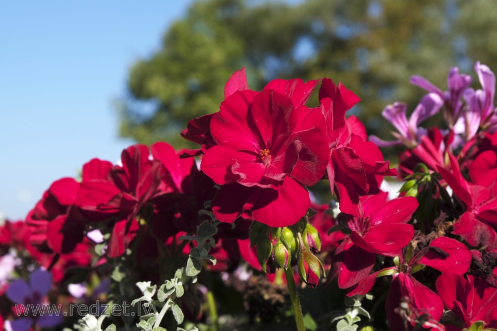 Vairogveida pelargonijas