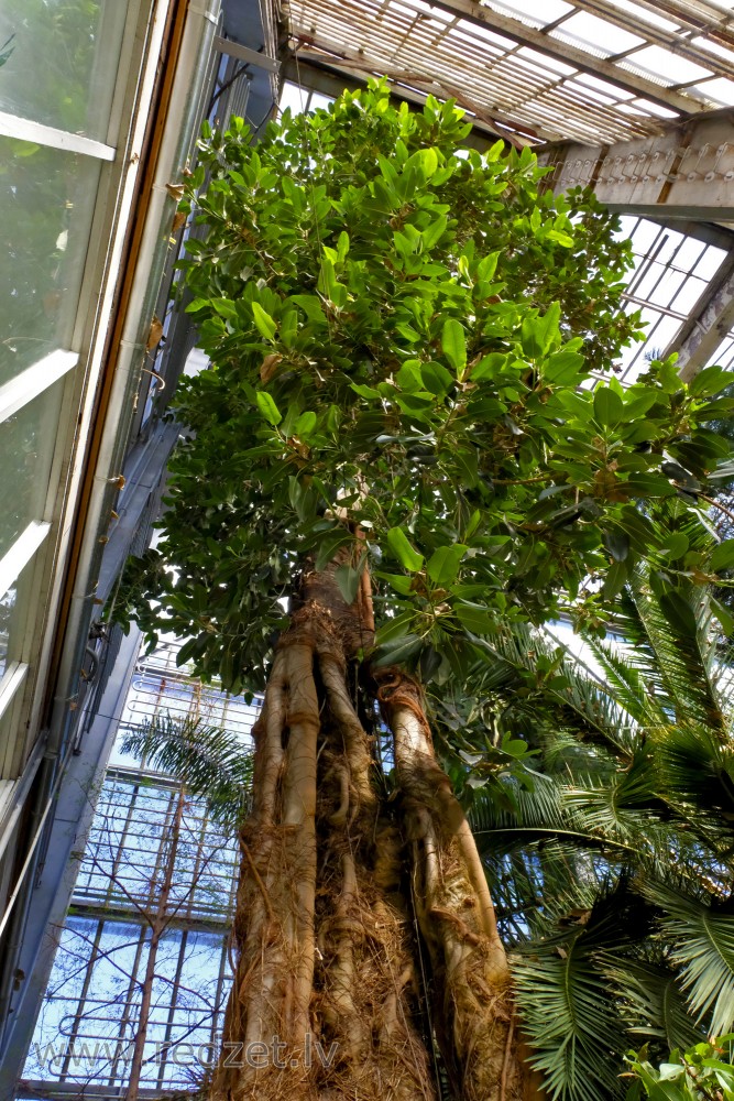 Ficus in University of  Latvia Botanical Garden