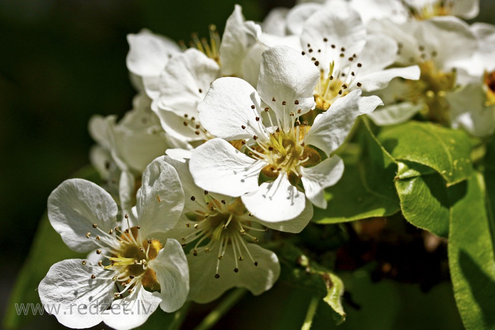 Pear tree in flower