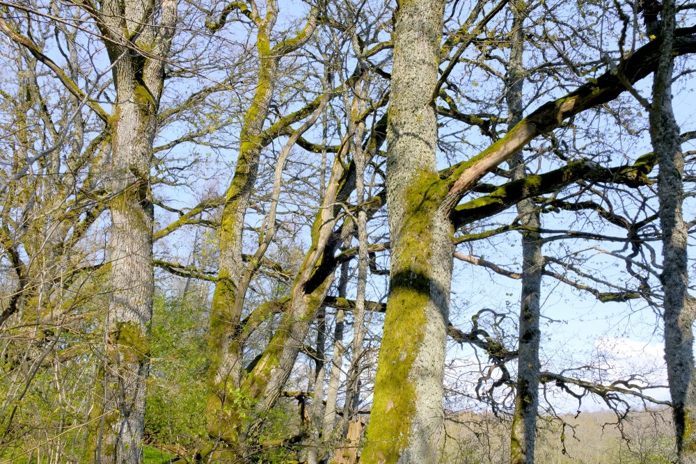 Trees in Spring