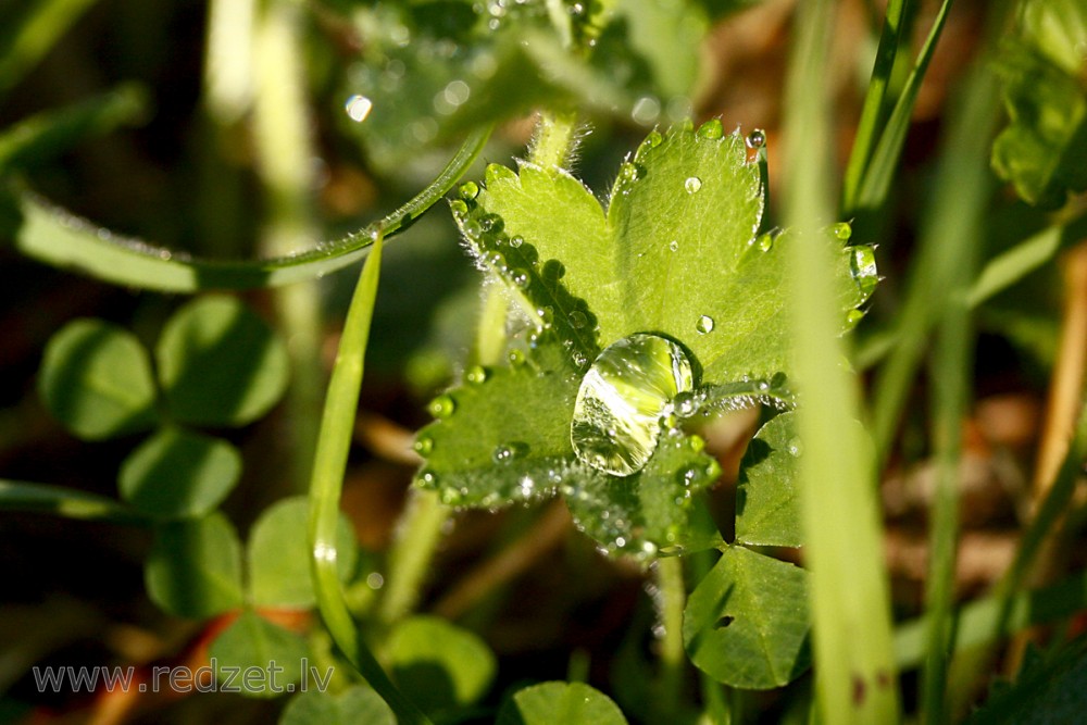 Leaves of Common Lady's Mantle with Water Drops 