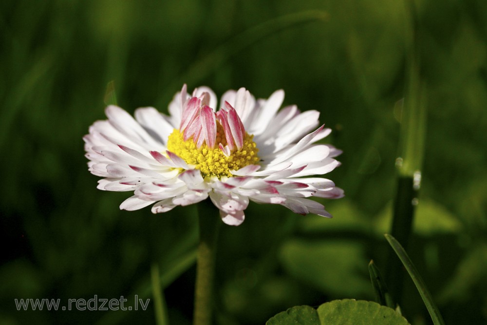 Close up of Common daisy