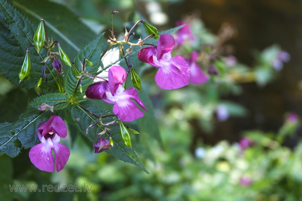  Himalayan Balsam 