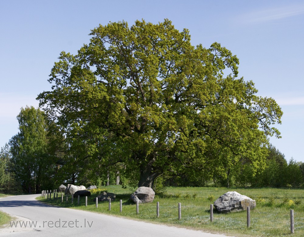 Oak, Latvia