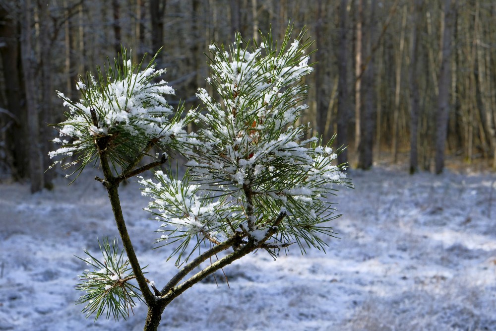 Snowy Pine Twig