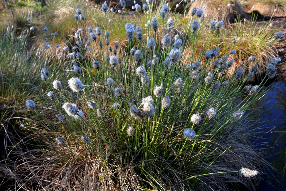 Eriophorum vaginatum (Hare's-tail cottongrass)