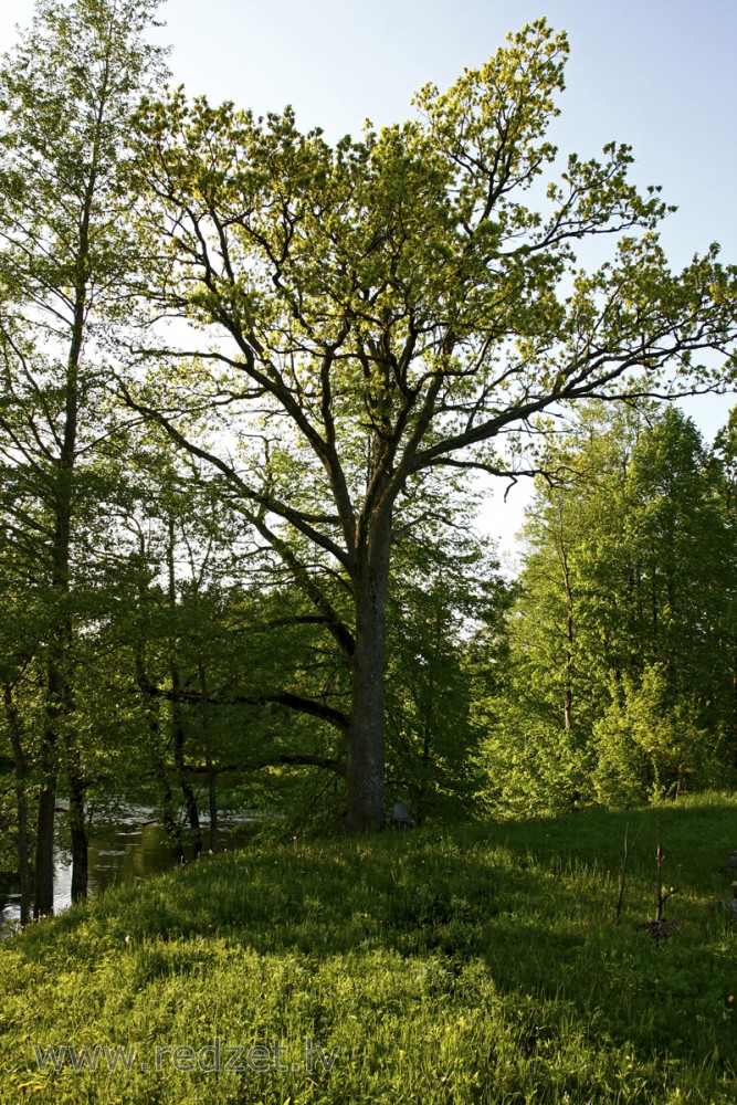 Parastais ozols (Quercus robur)