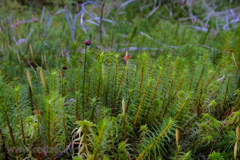 Haircap moss or Hair moss