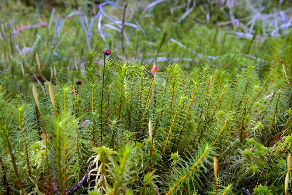 Dzegužlins ar sporu vācelītēm