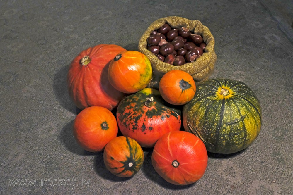 ‎Still life with pumpkins and horse-chestnut 