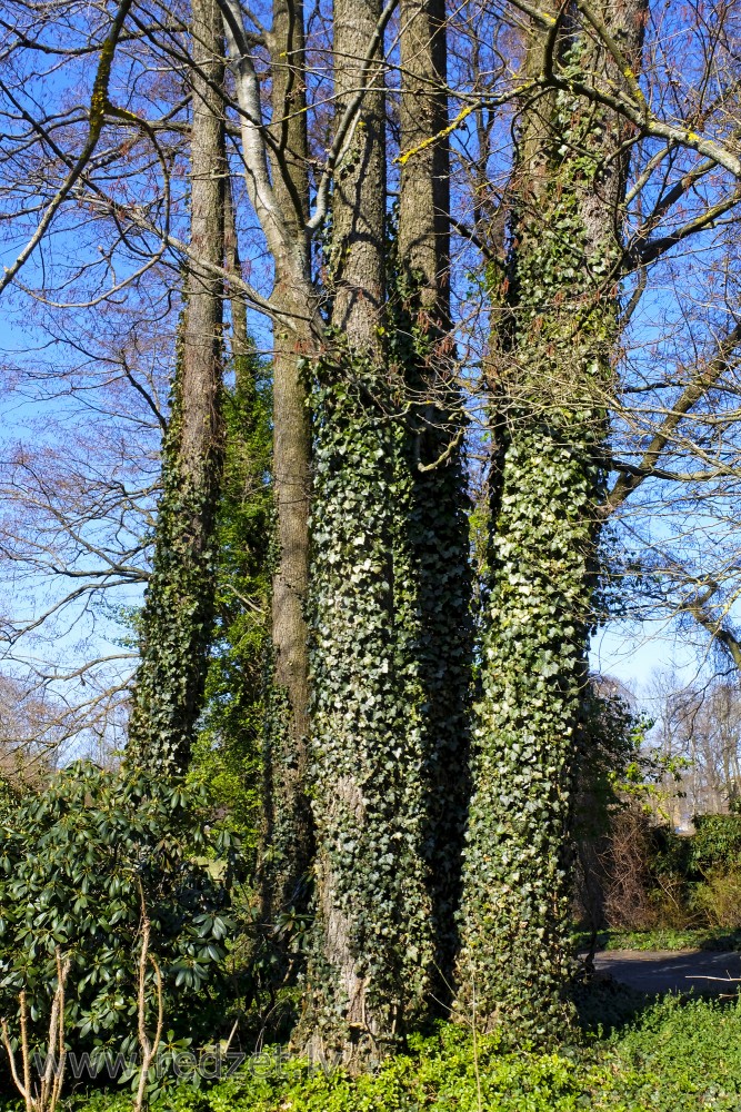 Ivy on Trees in LU Botanical Garden