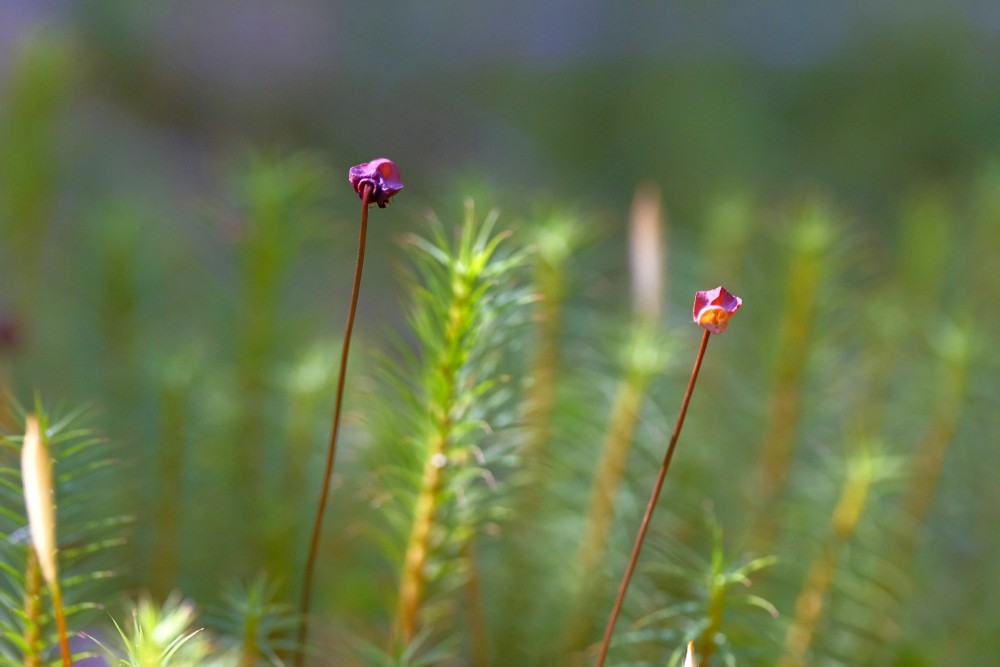 Dzegužlina sporu vācelītes