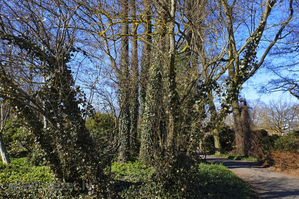 Ar efejām apauguši koki LU Botāniskajā dārzā