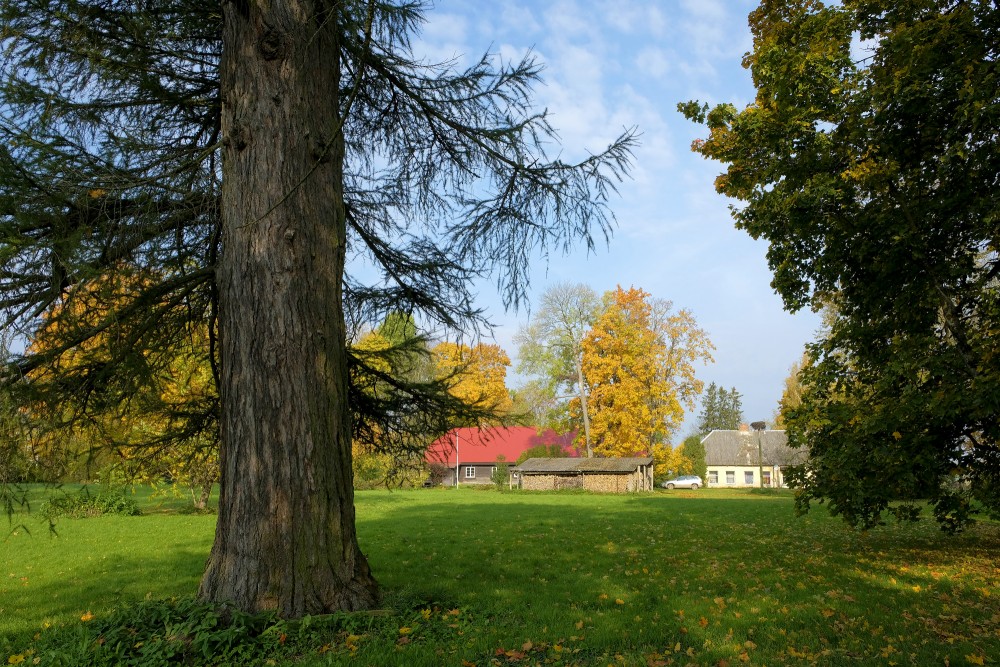 Vilzēni Larch Trunk 